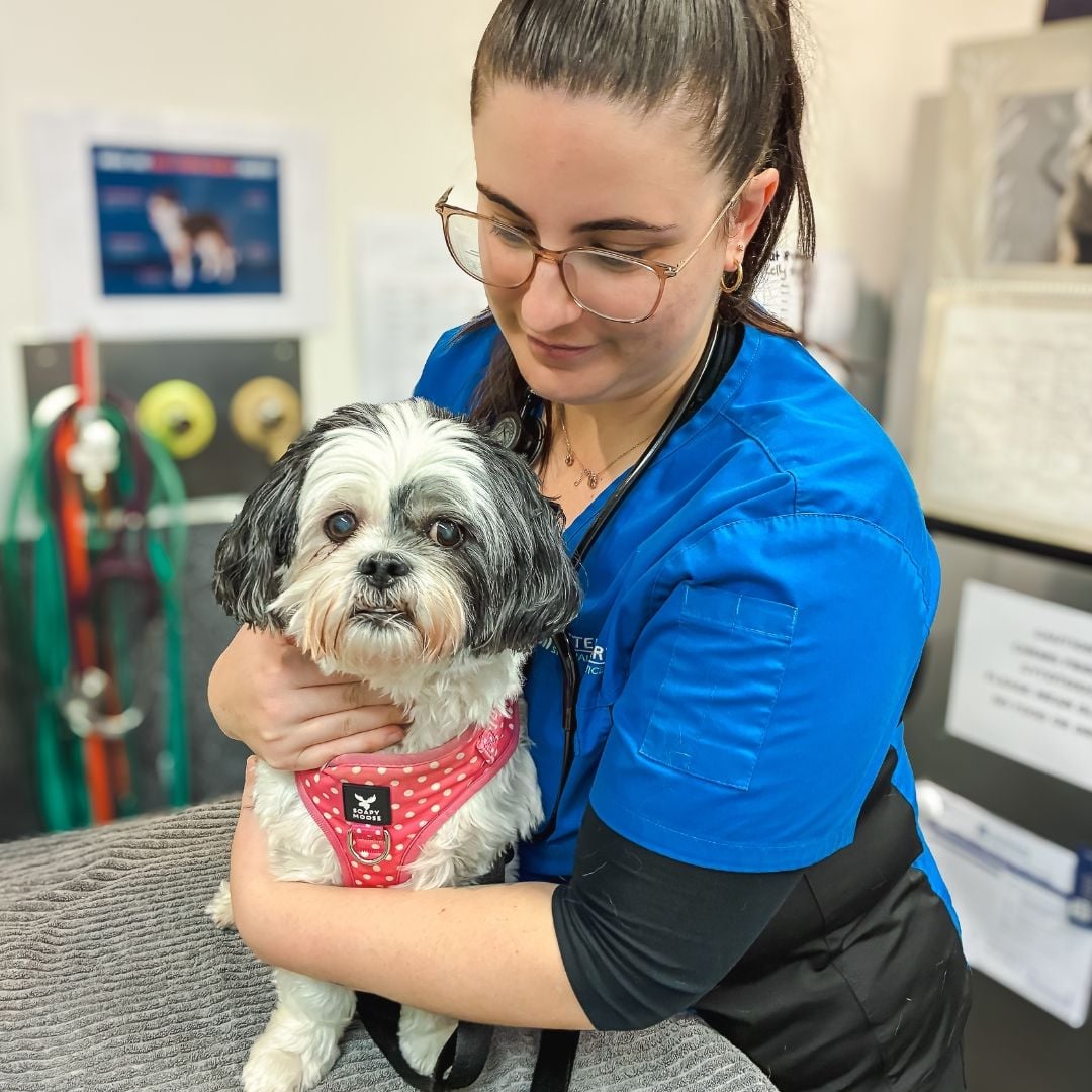 Blood Testing for Cancer in Pets Blood Testing for Cancer in Pets